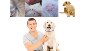 Naravna Ovratnica za Zaščito Psov Pred Bolhami in Ušmi