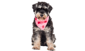 Bandana s Potiskom Love Dog