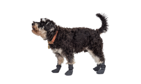 Športne pasje nogavice