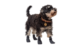 Športne pasje nogavice