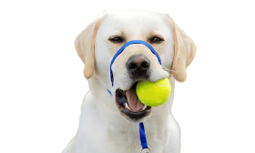 Pasja Naglavna Ovratnica brez Vlečenja z Oblazinjeno Zanko za Nos