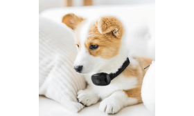 Pasja Ovratnica proti Laježu