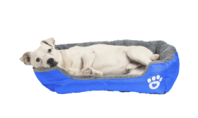 Mehko Pasje Ležišče